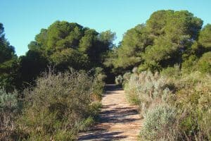 La Albufera y sus ecosistemas UPV